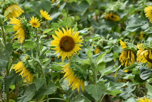 Sunflowers