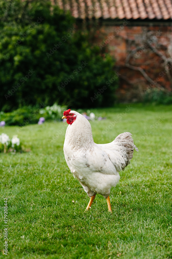 A rooster roams free in a garden