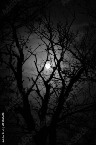 Moon Lit Tree © donald