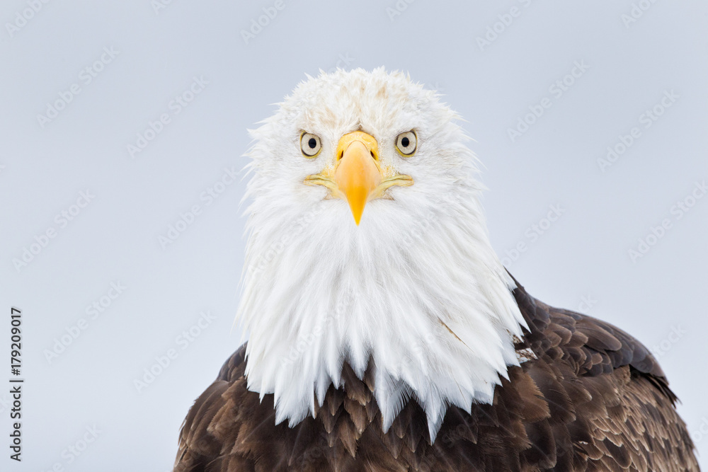 Bald eagle head portrait looking down the barrel in Alaska Bald eagle head portrait looking down the barrel in Alaska
