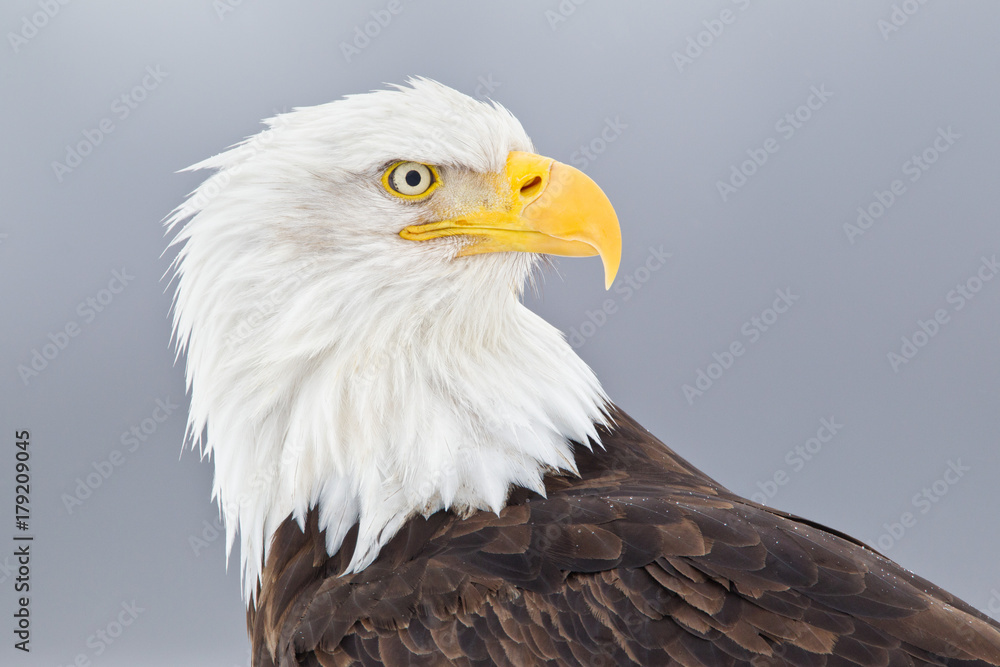Close up of bald eagle against clear sky Close up of bald eagle against clear sky