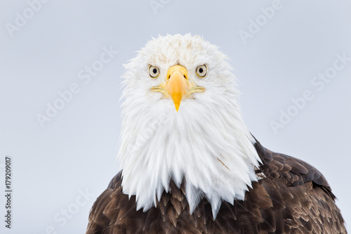 Bald eagle head portrait looking down the barrel in Alaska	 photo