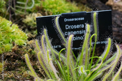 Drosera Capensis alba close-up view. photo