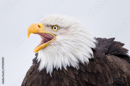 Bald eagle calling head portrait in Alaska