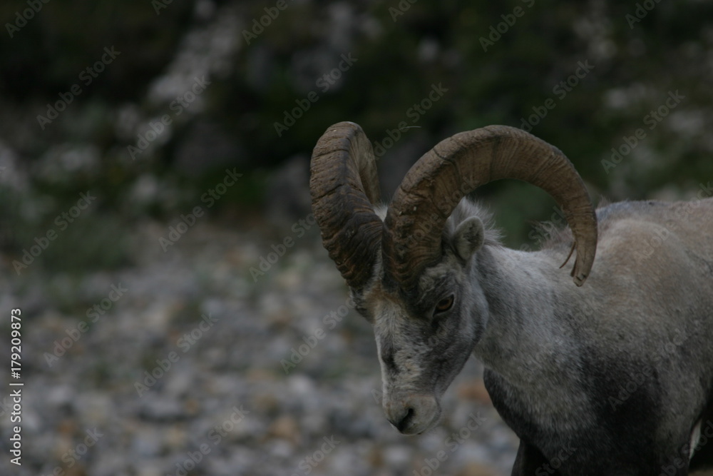 Bighorn on Road To Alaska 2 Bighorn on Road To Alaska 2