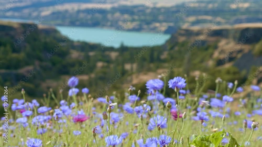 Field bloom of blue bachelor's button cornflower and Columbia River 1 Rowena Crest Columbia River Gorge Wildflower Meadow Field bloom of blue bachelor's button cornflower and Columbia River 1 Rowena Crest Columbia River Gorge Wildflower Meadow