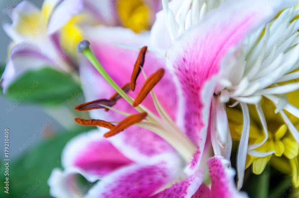 Hidden In Each Petal Hidden In Each Petal
