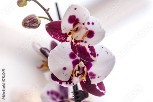 Orchids © Jessica