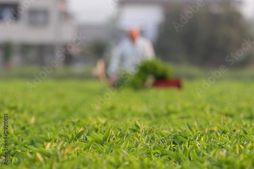 藍の収穫