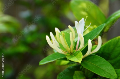 Before it blooms