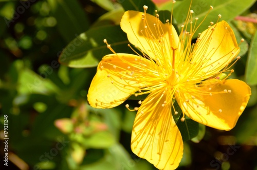 Stunning in yellow