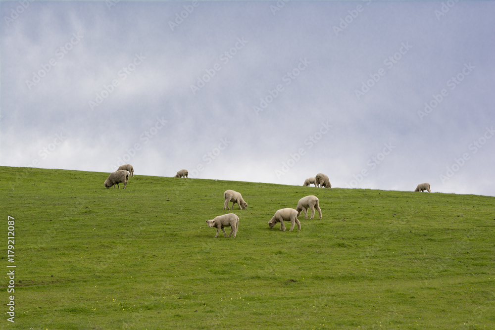 Sheep and Lambs Grazing on Hillside, Barossa Valley, South Australia