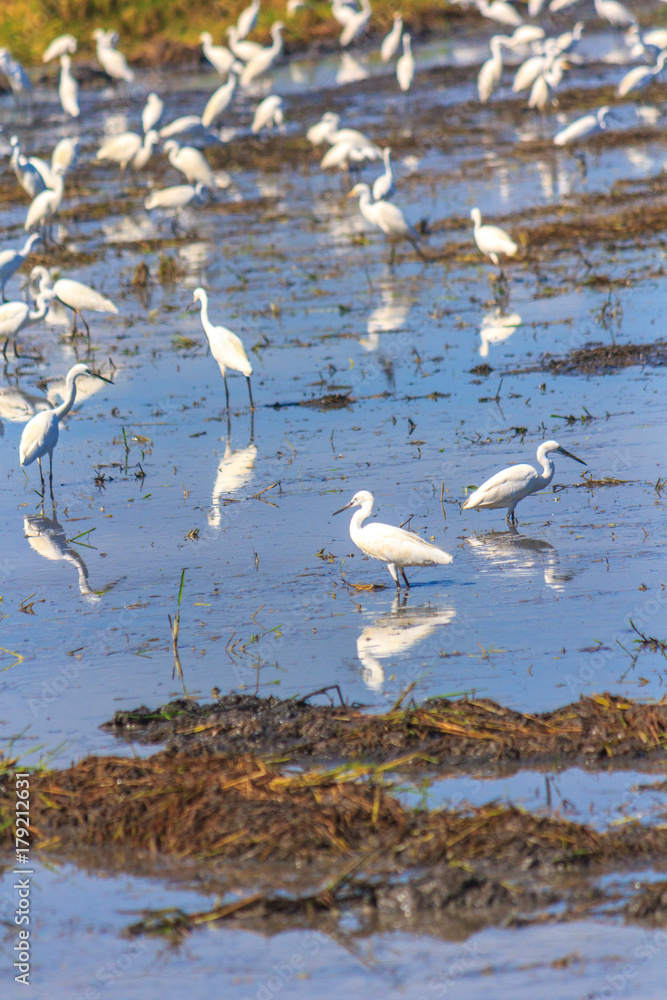 Egret birds on rice field. Egret birds on rice field.