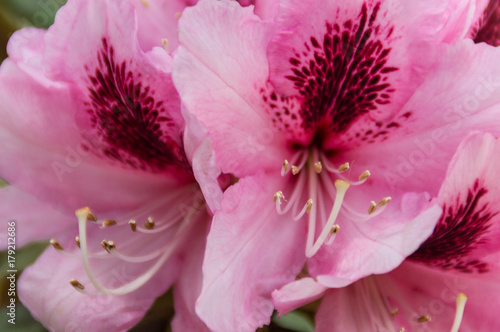 Rhododendron in Pink