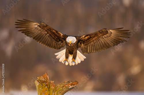 Bald eagle landing on a tree in Alaska