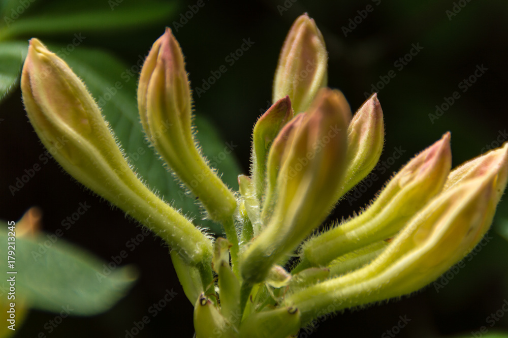 Rhodo buds Rhodo buds