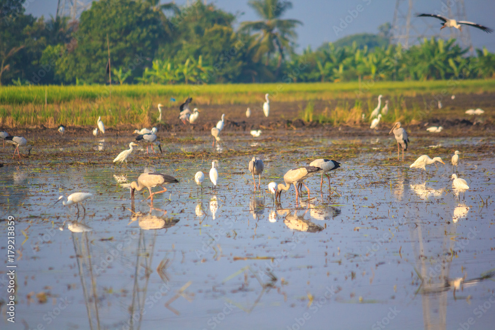 Egrets birds on rice field Egrets birds on rice field