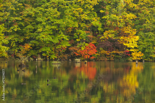 Colourful autumn leaves in Japan