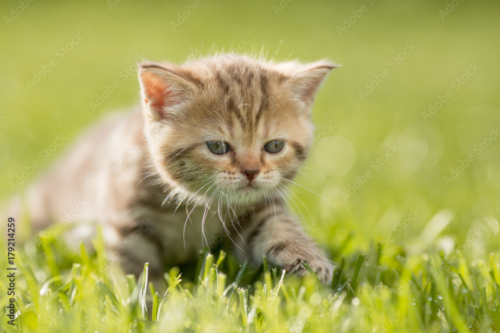 Baby kitten cat in green grass
