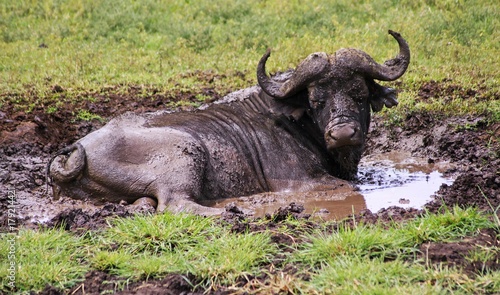 Buffalo Wild Animal lying in grass mud on safari in Serengeti National Park  a Unesco World Heritage Site  Tanzania Africa