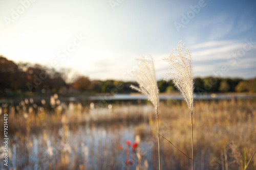 Japanese silver grass in park background.