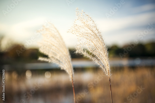 Japanese silver grass in park background.