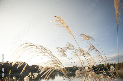 Japanese silver grass in park background.
