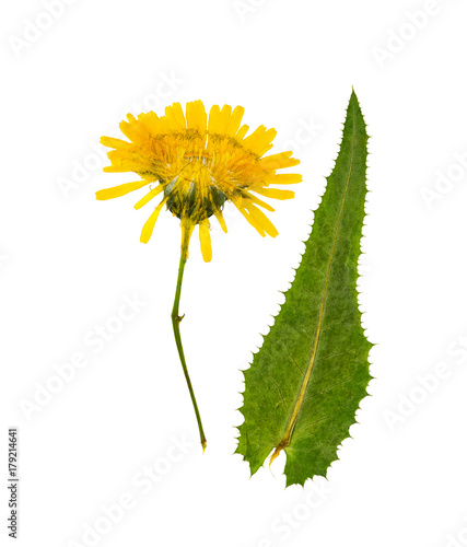Obraz na plátně Pressed and dried flowers sow-thistle, isolated