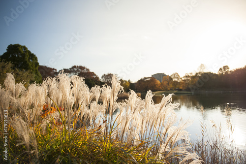 Japanese silver grass in park background.