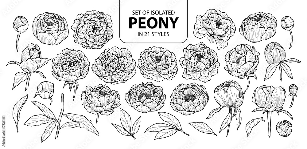 Set of isolated peony in 21 styles. Cute hand drawn flower vector ...