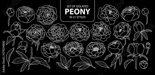 Set of isolated peony in 21 styles. Cute hand drawn flower vector illustration only white outline.