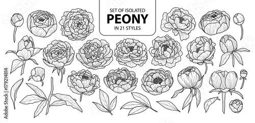 Naklejka Zestaw pojedynczych piwonii w 21 stylach. Śliczna ręka rysujący kwiatu wektorowa ilustracja w czarnym konturze i białym samolocie.