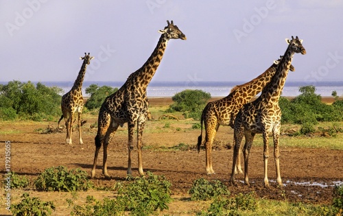 Giraffe Herd with tall necks on a Safari in Wildlife Sanctuary in Serengeti National Park, a Unesco World Heritage Site, Tanzania Africa