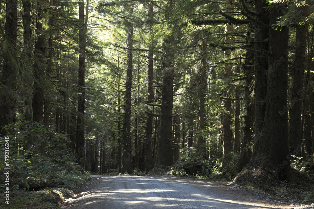 Obraz premium ジェデディア・スミス・レッドウッド州立公園のハウランド・ヒル・ロード