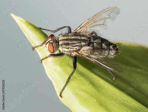 housefly onleaf, fly, hosefly, Musca domestica photo