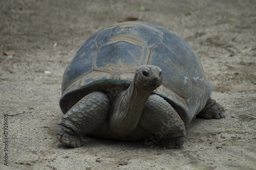 Tortoise on the move at The Taronga Park Zoo