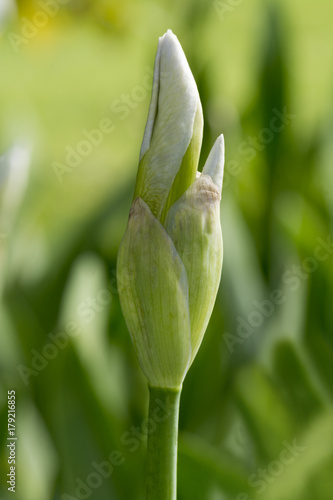 Fototapeta Naklejka Na Ścianę i Meble -  White Iris Bud (Portrait Orientation)