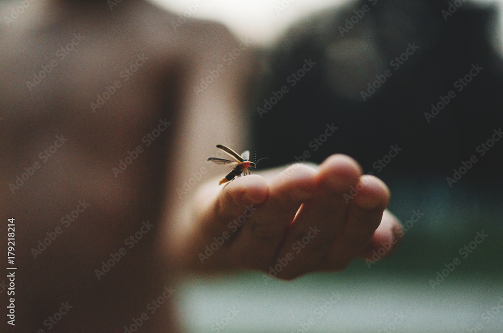 Firefly Firefly