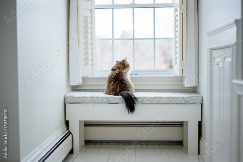 Persian cat looks out the window photo