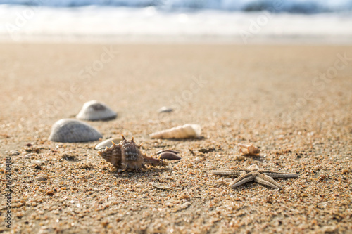 Starfish and soft wave on the sandy beach