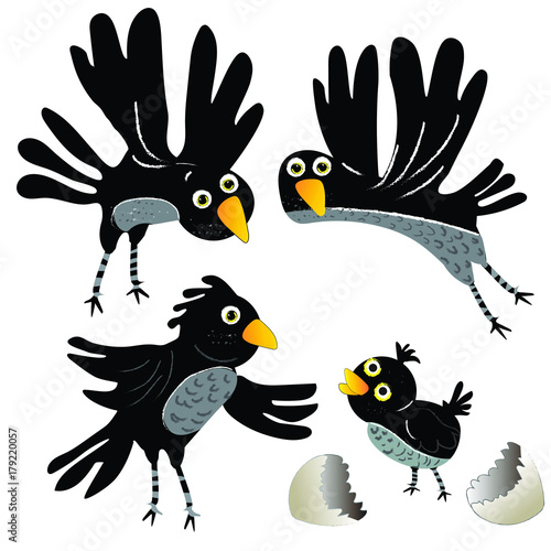 Funny black bird and a hatched chick