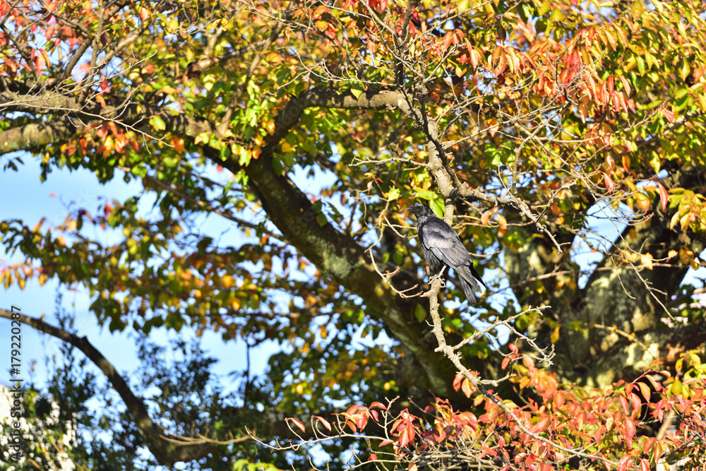 紅葉とカラス 紅葉とカラス
