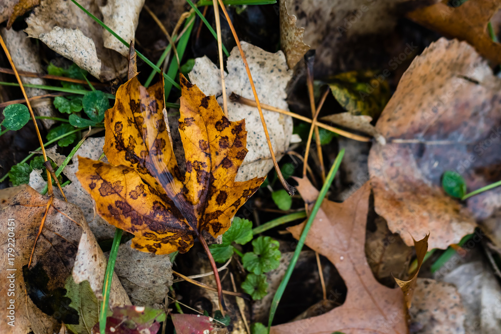 Fototapeta premium Colorful Leaf with Water on Ground