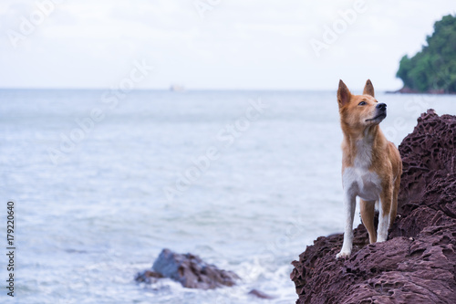 Sad fox , dog lay on the beach