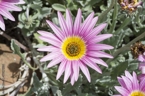 Fototapeta Naklejka Na Ścianę i Meble -  Pink Arctotis 'Louise'