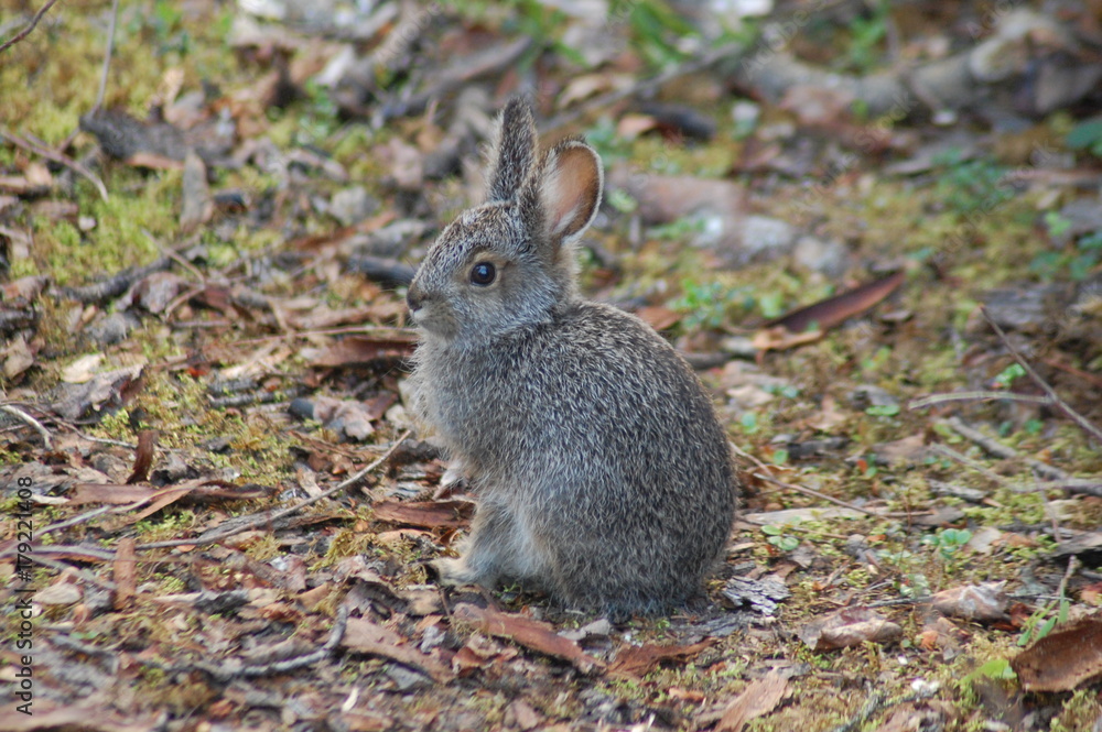 Fototapeta premium Bunny sitting on the ground