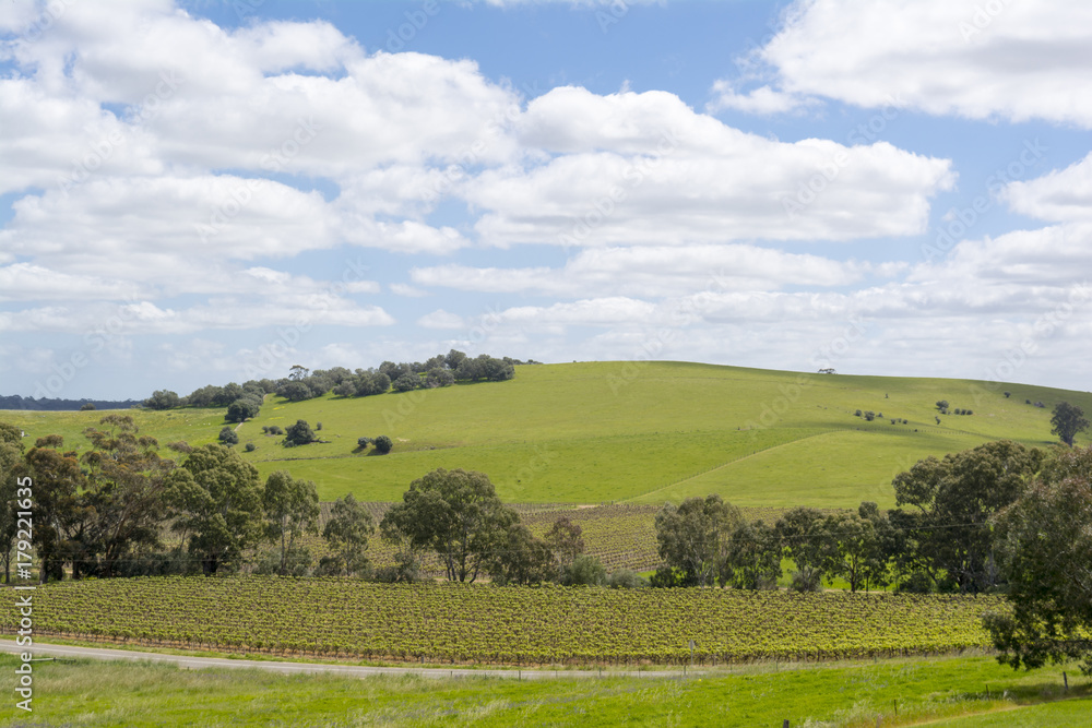 Random Rural Fields & Vineyard, Barossa Valley, South Australia