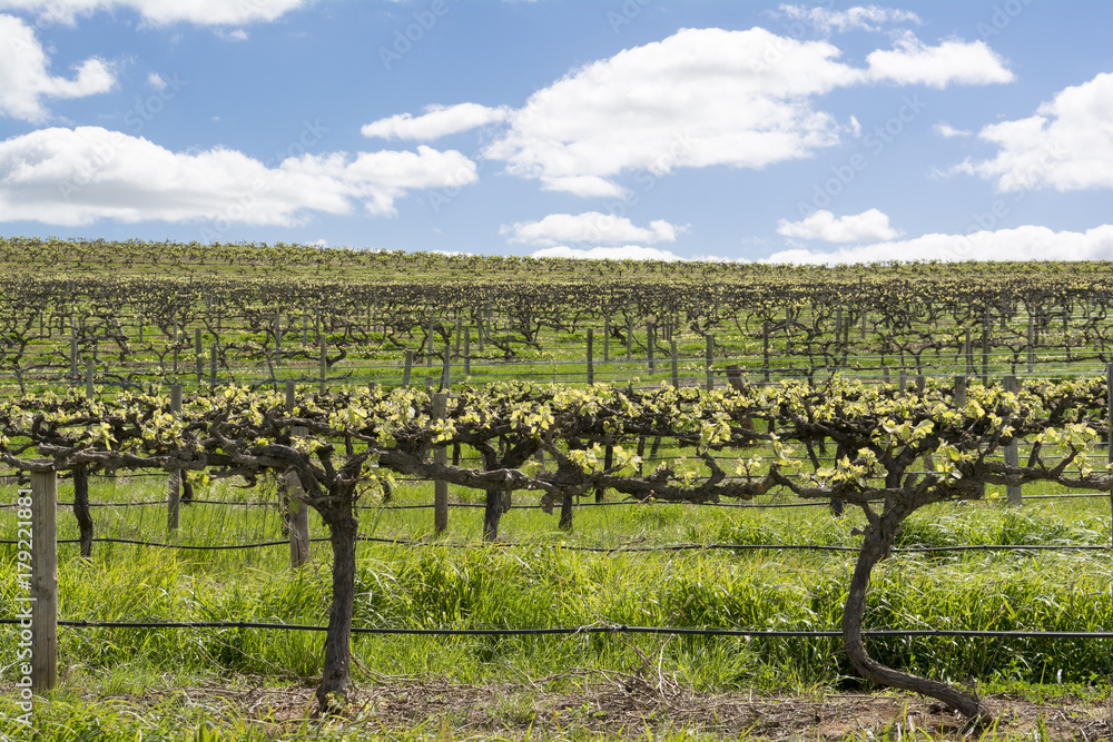 Random Vineyard, Barossa Valley, South Australia
