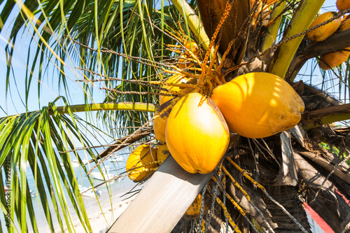 Noix de coco sur cocotiers , Madagascar photo