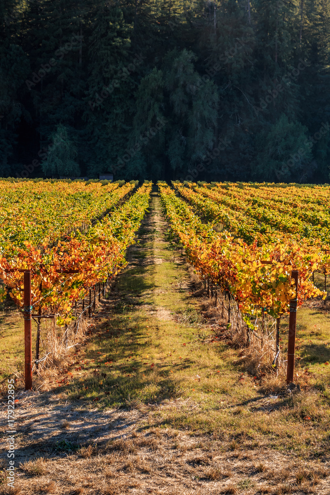 Rows of vineyards in fall colors. A background of dark green pines.